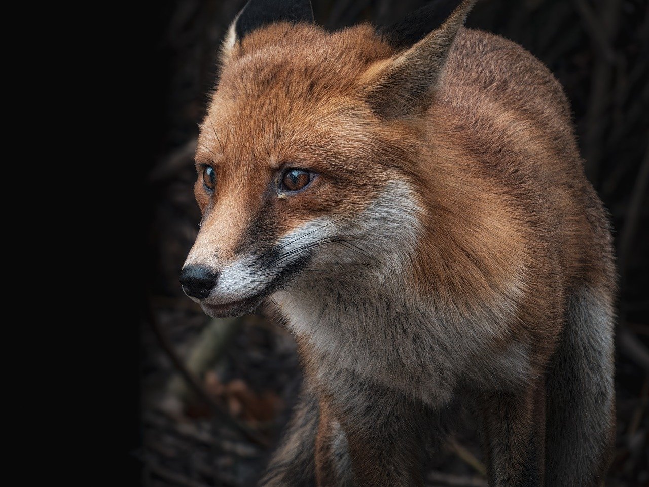 The Hidden Costs of Urban Expansion: Biodiversity Loss in Developing Ecosystems